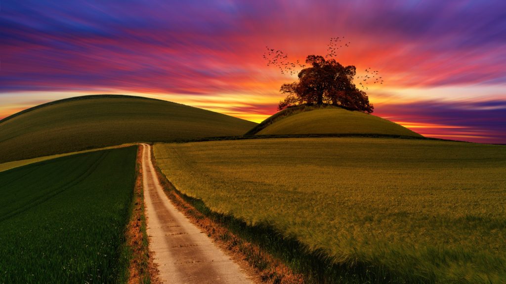 Canva - Green Rice Field