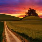 Canva - Green Rice Field