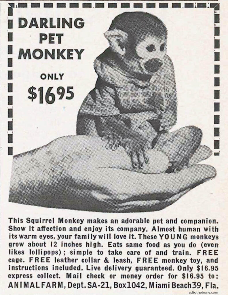 monkey